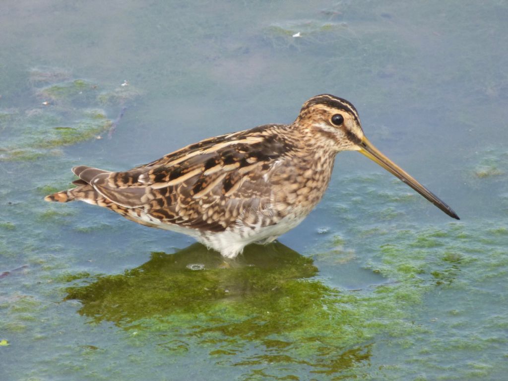 Beccaccino (Gallinago gallinago)